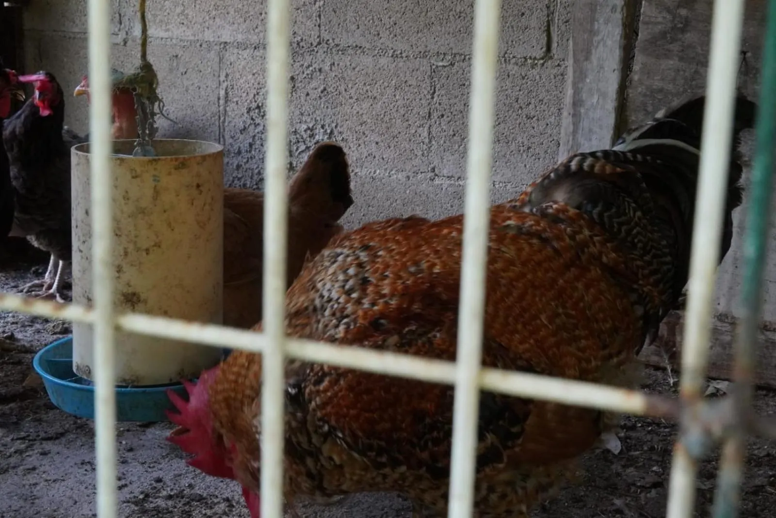 Rancho San Jose Villa Leona Vicario